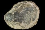 Fossil Fern (Sphenopteris) - Carboniferous #111669-1